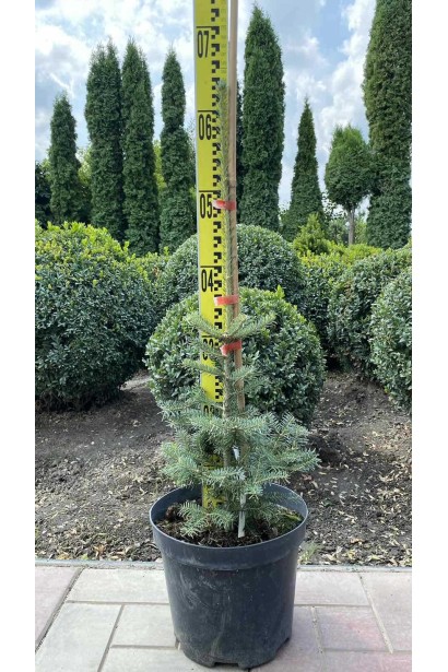 Пихта Фразера - 5л/вис.50-60см/Ø25-35см